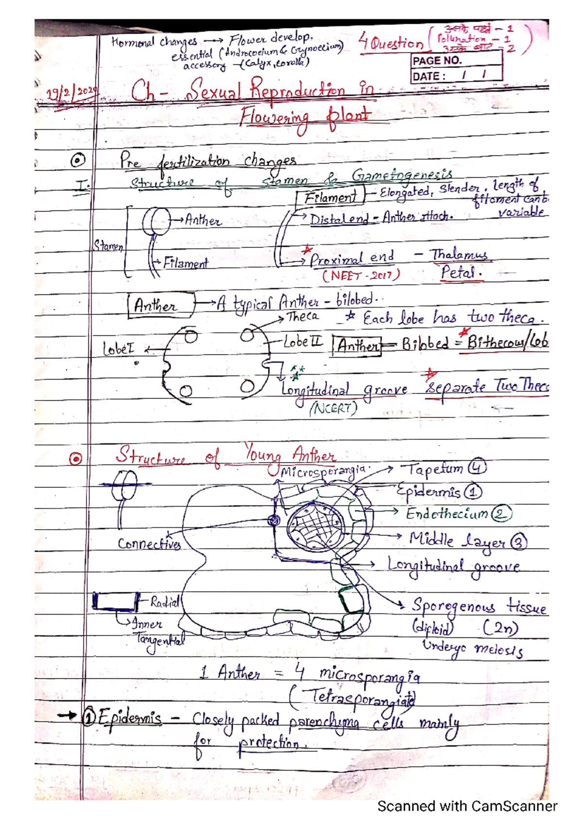 Class 12 sexual reproduction in flowering plants - SEXUAL REPRODUCTION ...