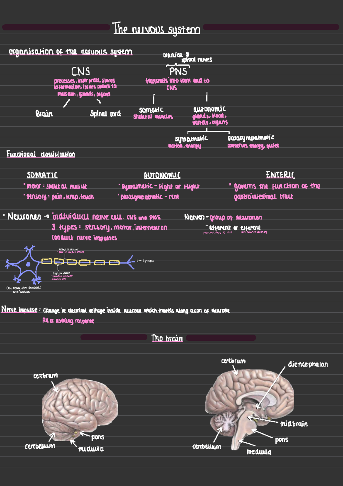 Nervous System Anatomy Overview - Course Code: NS 101 - Studocu
