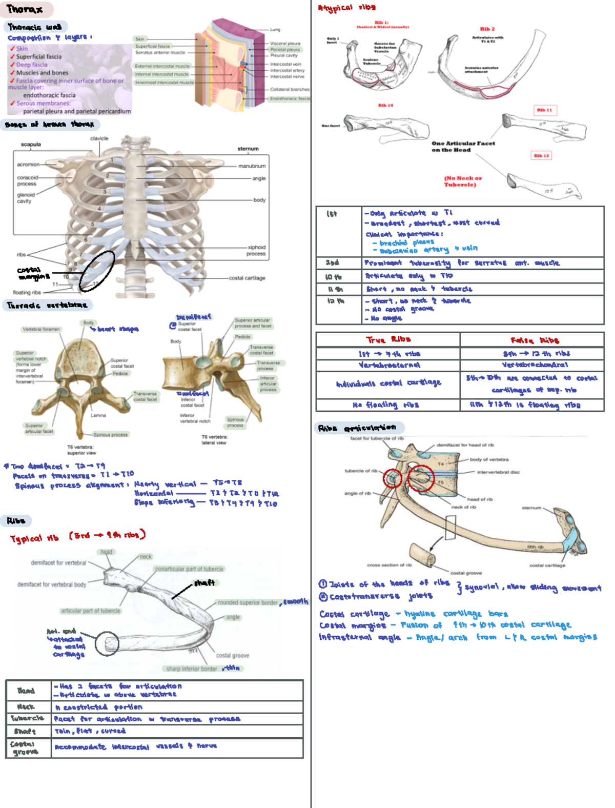 Thorax Anatomy Notes Summary for Medical Studies - Final Exam Aid - Studocu