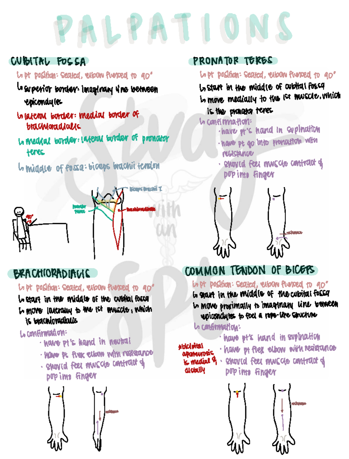 AA 1 Practical 2 Notes: SPT Study Guide on Elbow & Forearm Mechanics ...