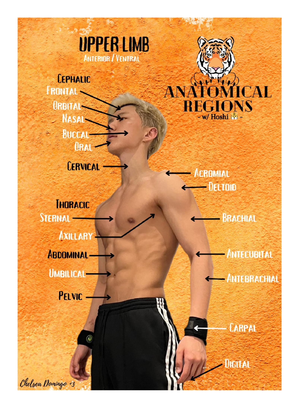 ABS-NG- Anatomical Regions of the Upper Limb - Study Notes - Studocu