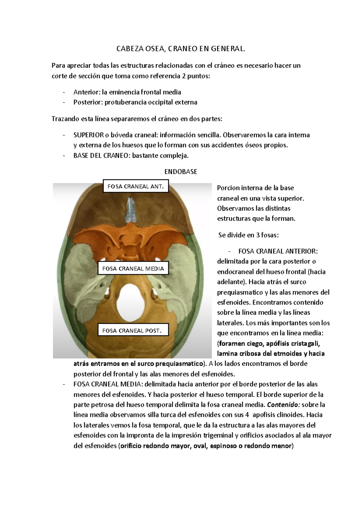 CABEZA OSEA: Estudio de la Endobase y Exobase del Cráneo (709227249 ...