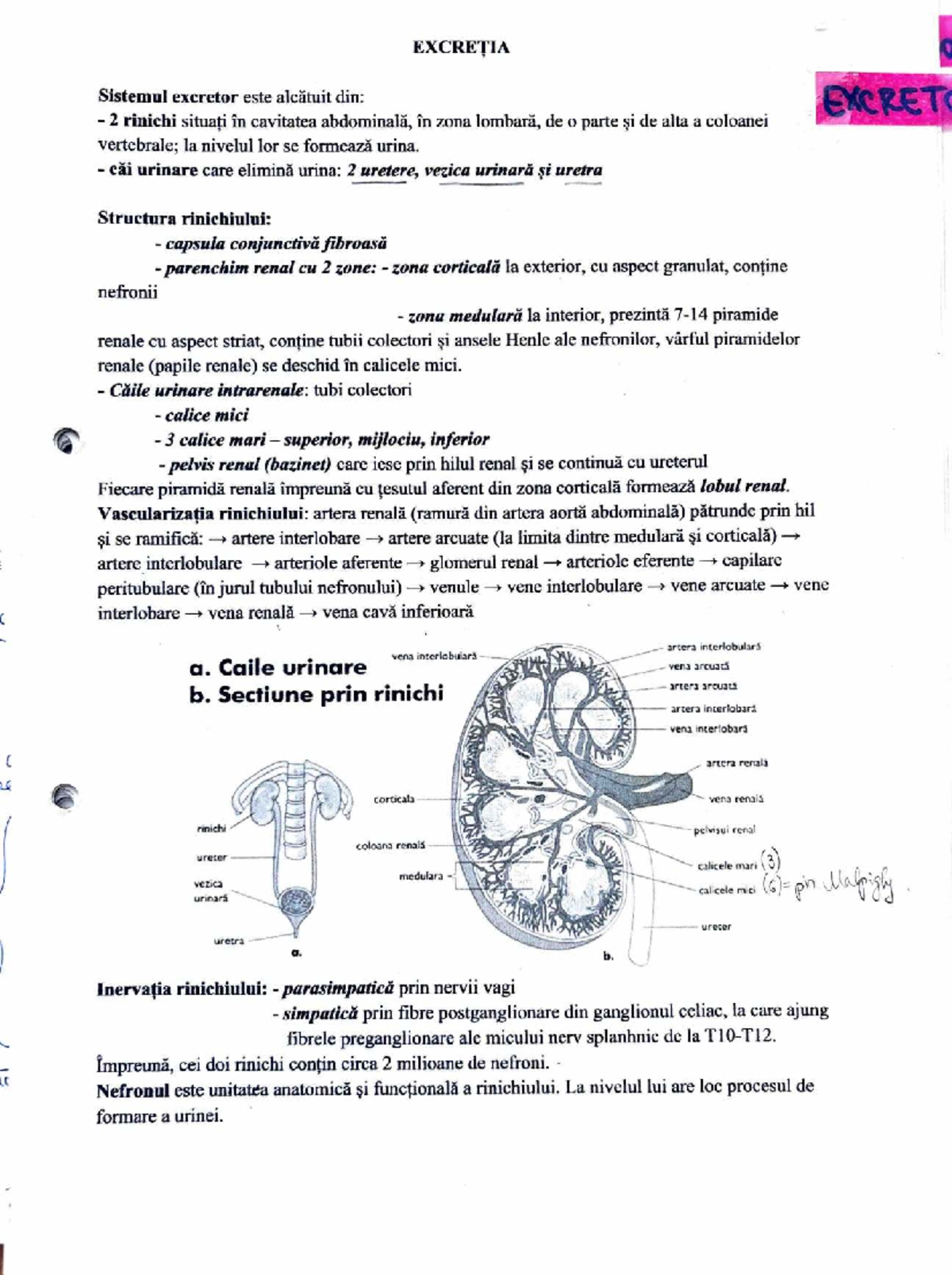 Sistemul Excretor: Anatomie și Funcții - EXCRET 2 - Studocu