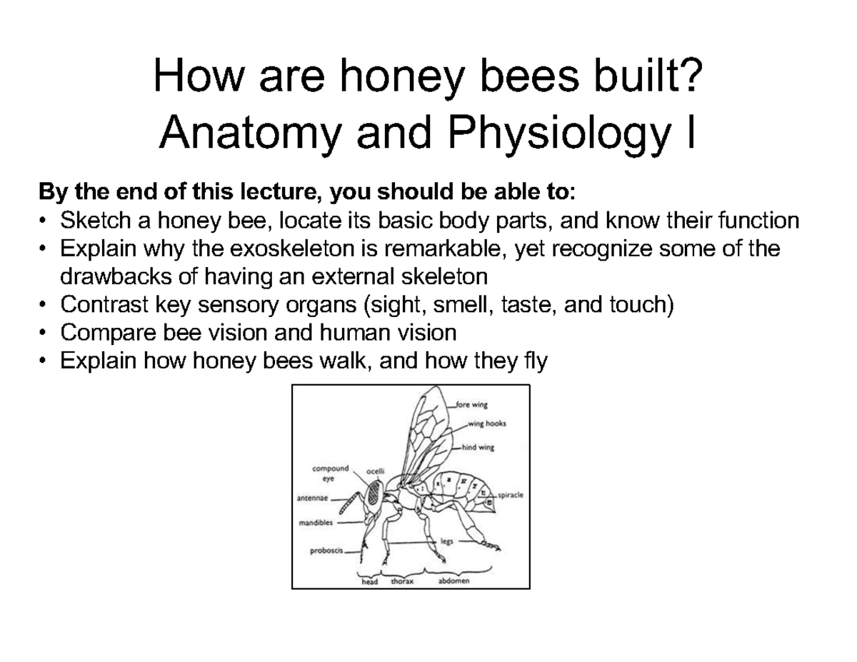 Bee Body Parts And Functions