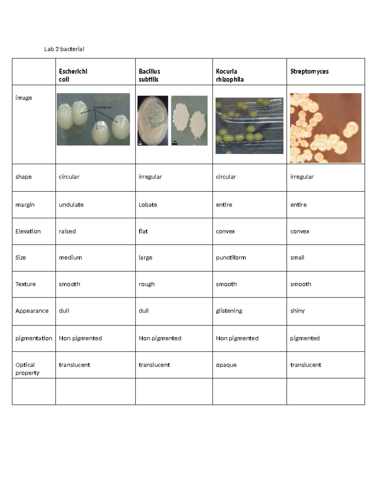 Lab 2: Bacterial Morphology and Microscopy Analysis - Studocu