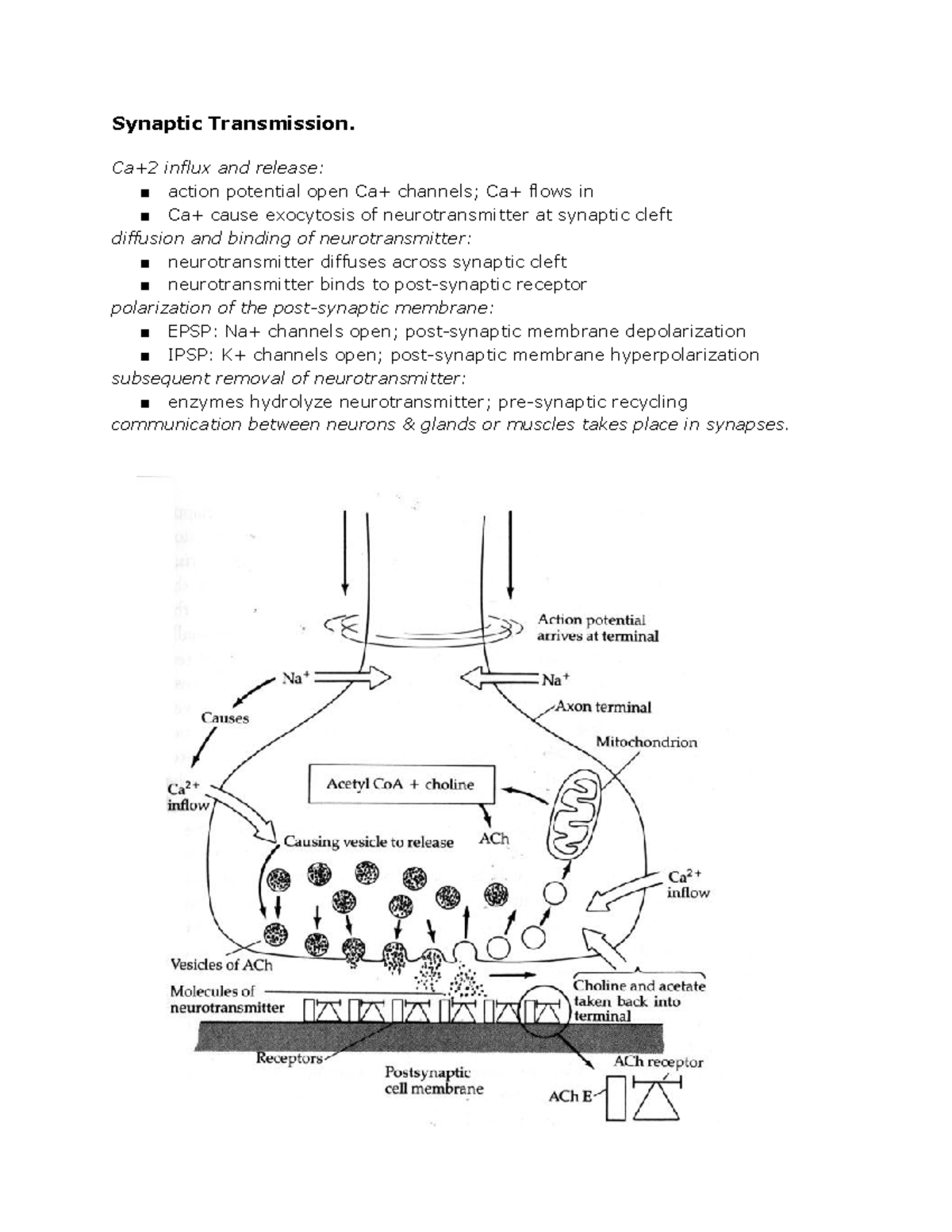 Synaptic Transmission break down - Synaptic Transmission. Ca+2 influx ...