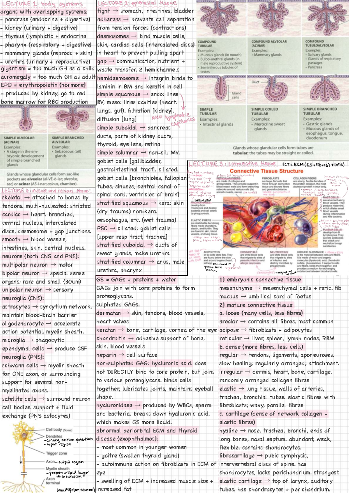 BIOL 101: Midterm Cheat Sheet on Tissue Types and Functions - Studocu