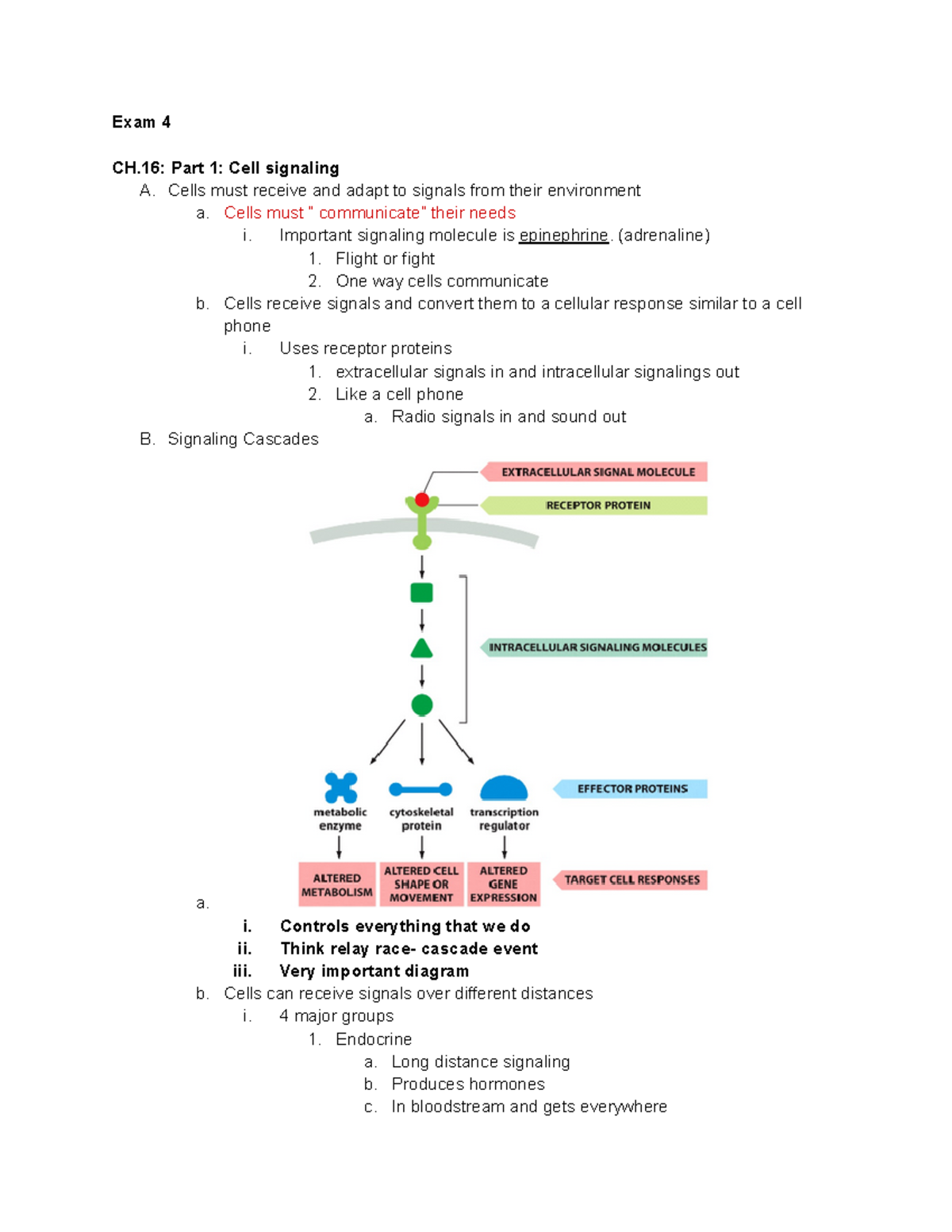 Cell Bio Exam 4 - Comprehensive Study Notes on Signaling & Cell Cycle ...