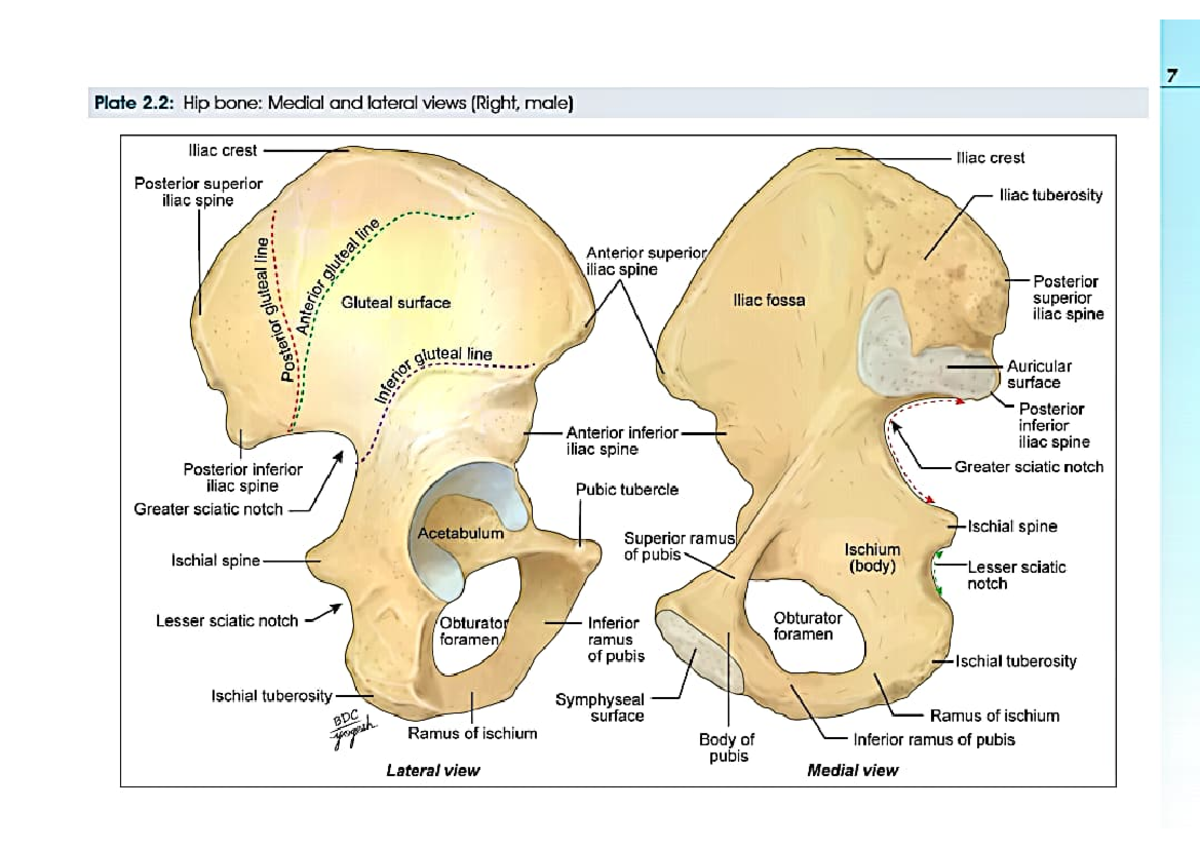 Lower Limb Anatomy: Hip Bone Views and Muscle Attachments (Zzz Ss ...