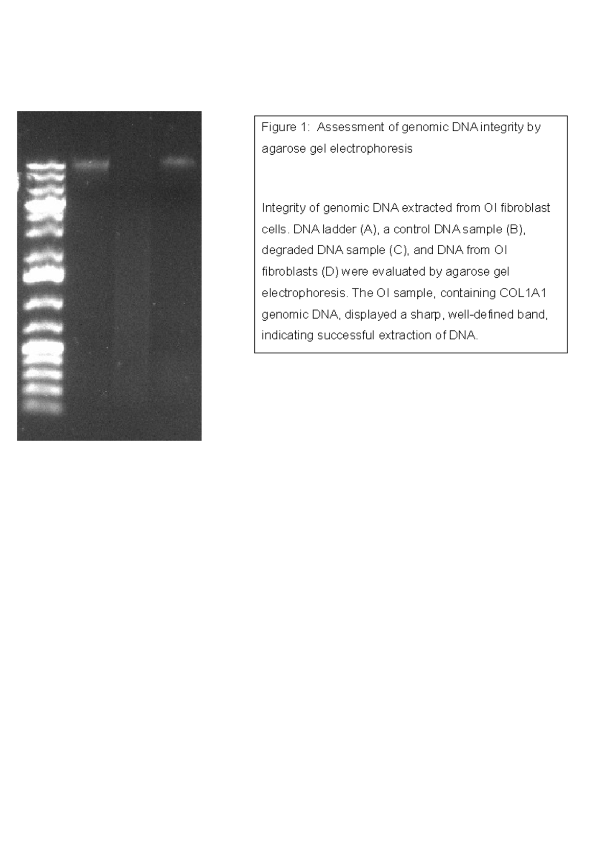 Nucleic Acid Lab Skills: Genomic DNA Integrity Assessment - Studocu