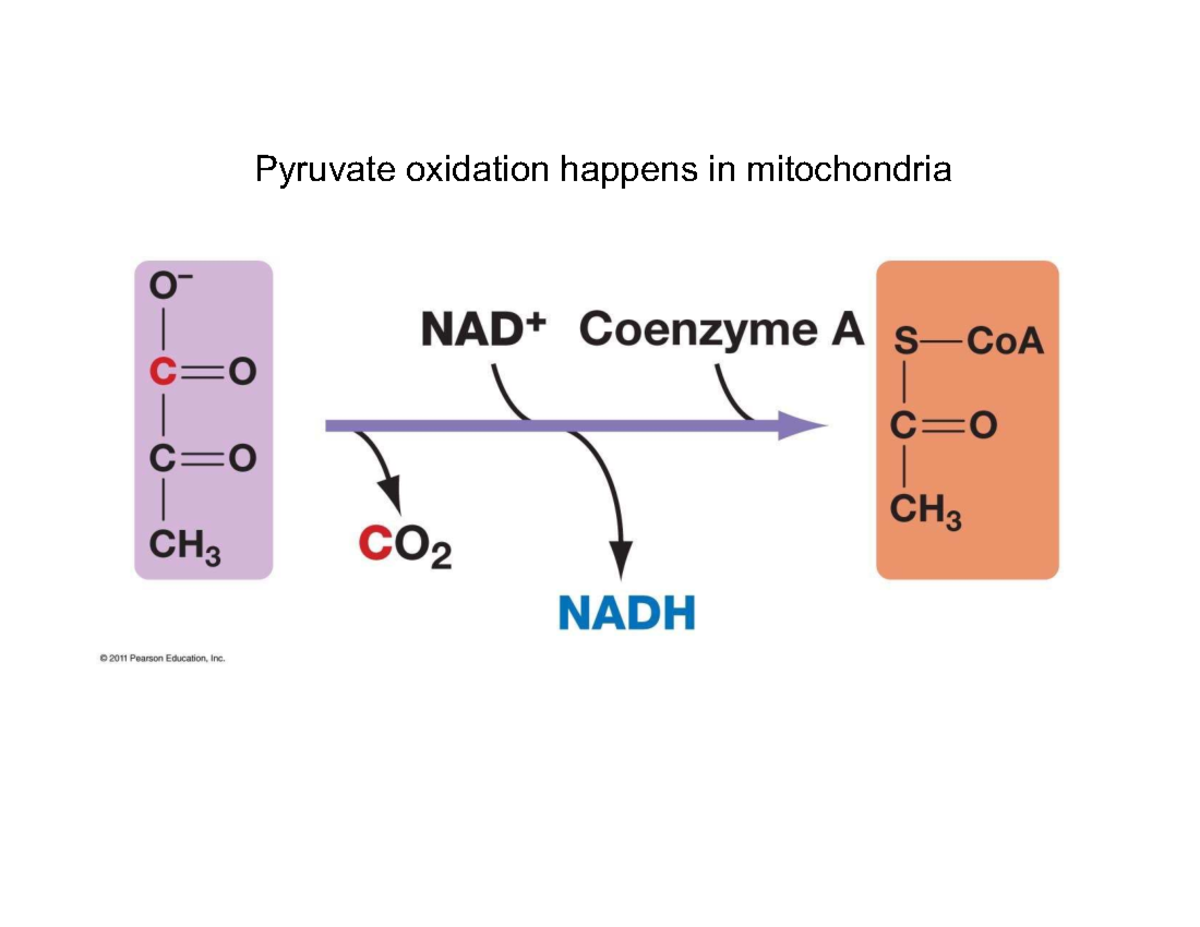 Citric Acid Cycle Overview and Pyruvate Processing - Studocu