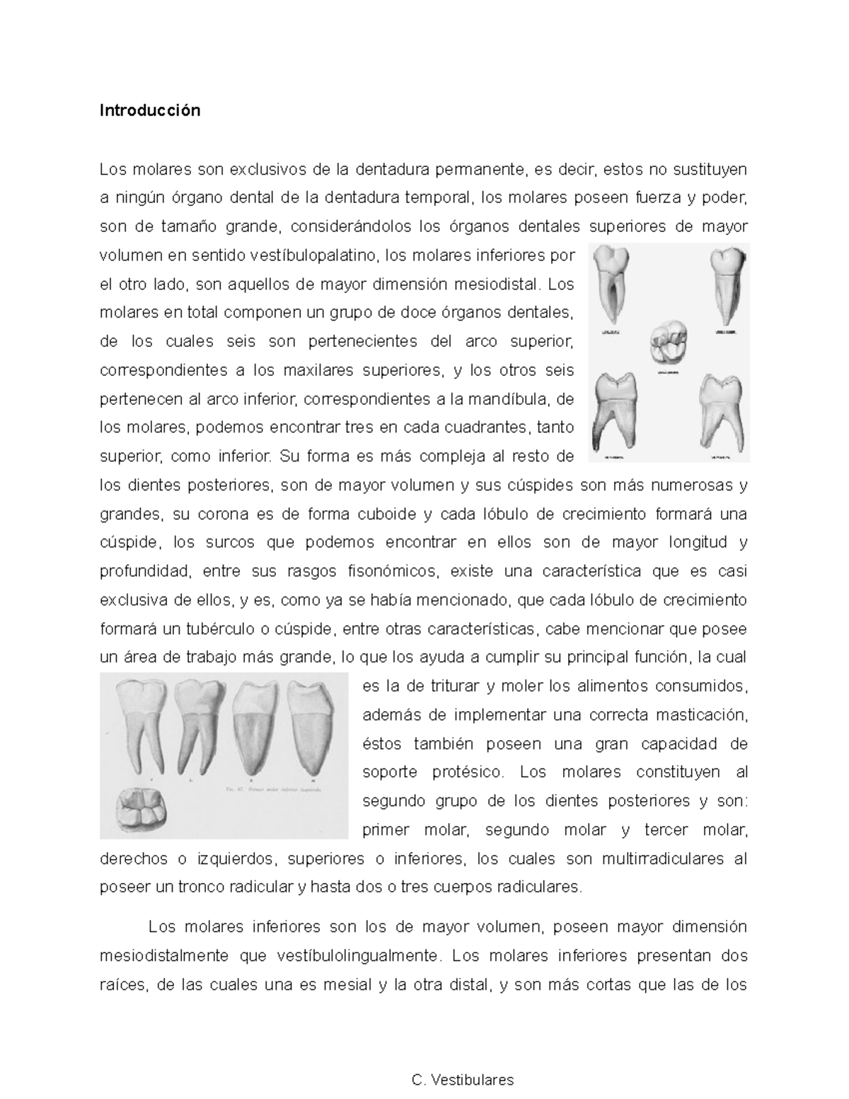 Estudio Detallado del Primer Molar Inferior: Anatomía y Funciones - Studocu