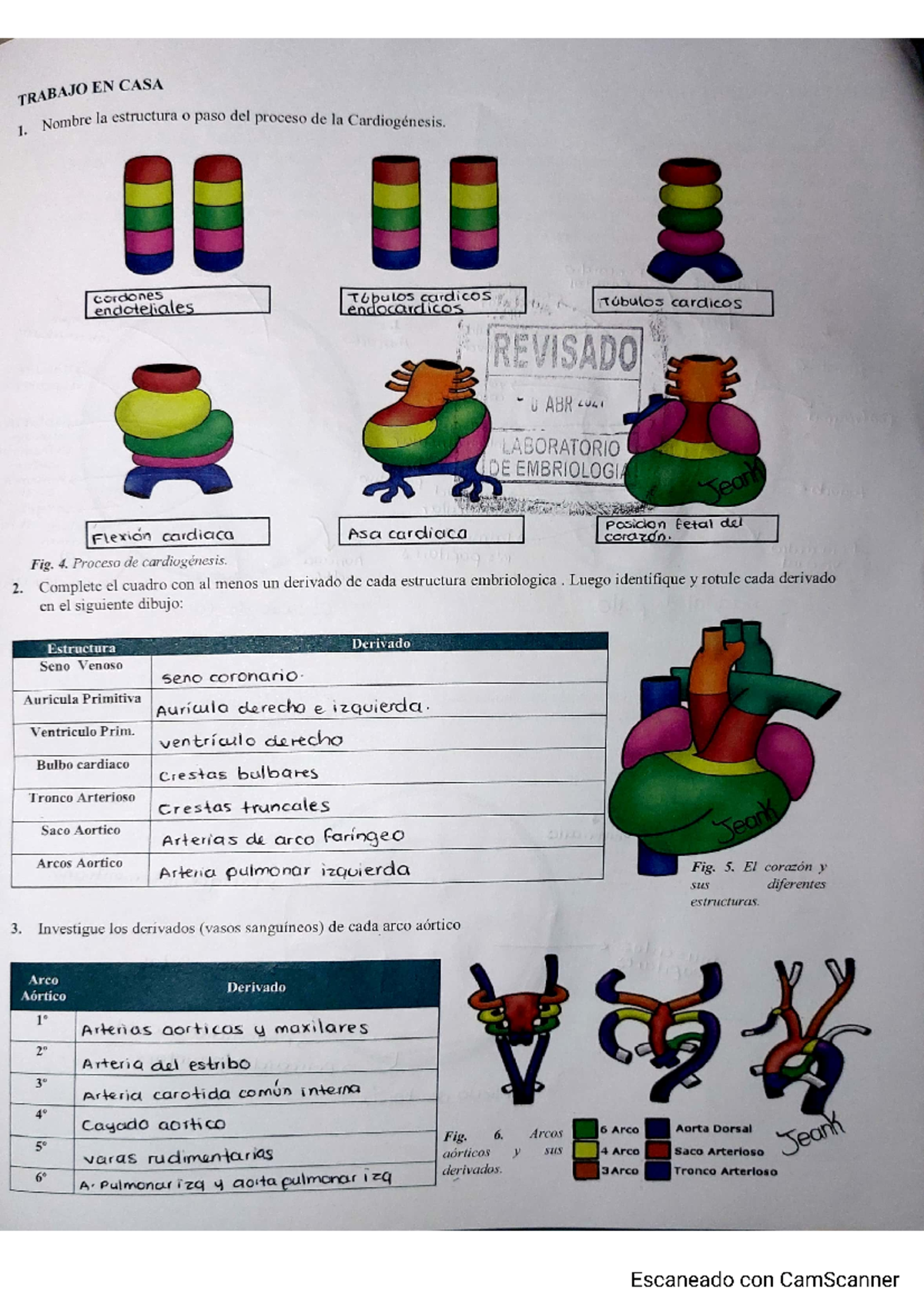 Sistema cardiovascular: Proceso de Cardiogénesis y sus Estructuras ...