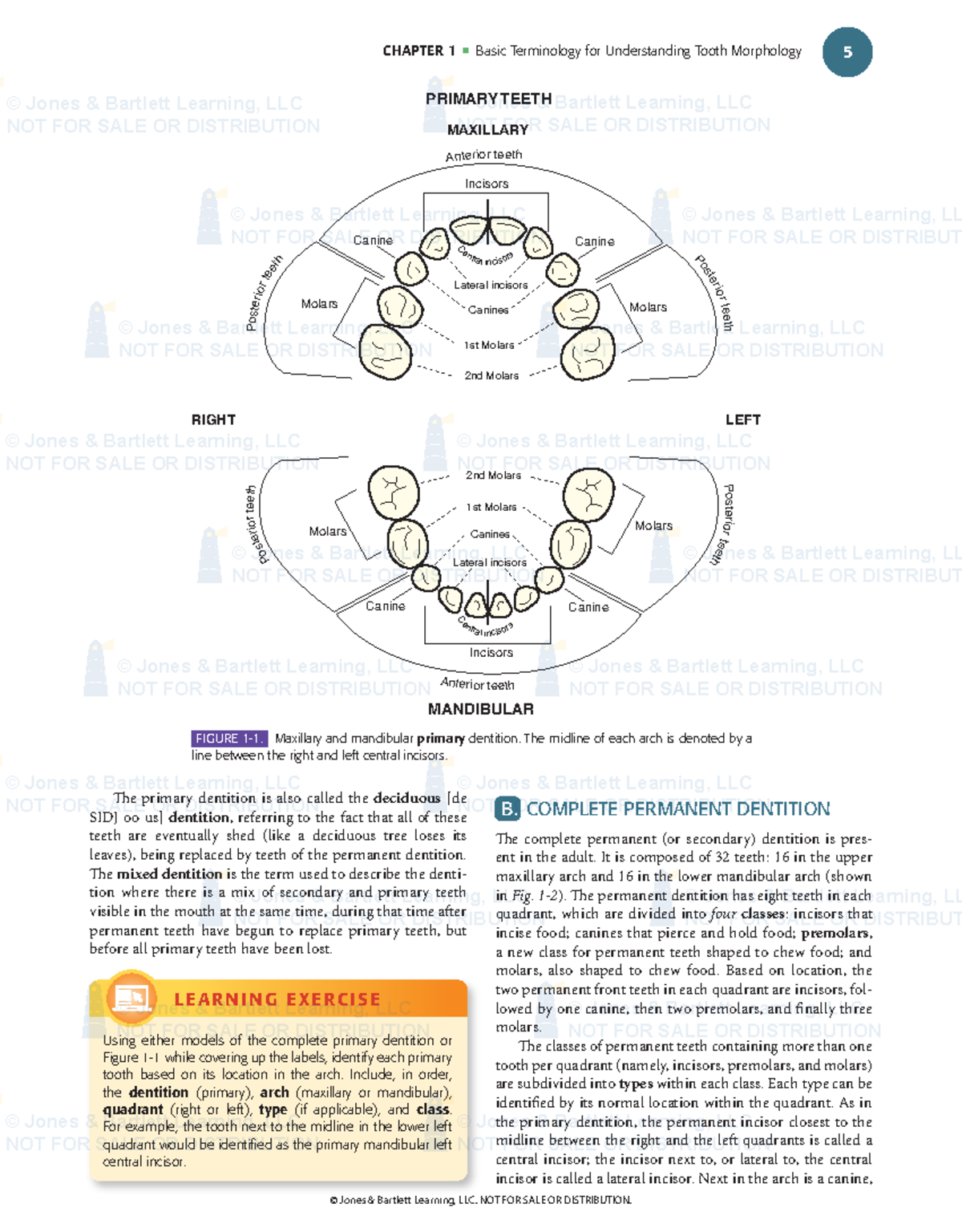 1111 - Chapter 1: Basic Terminology in Tooth Morphology - Studocu