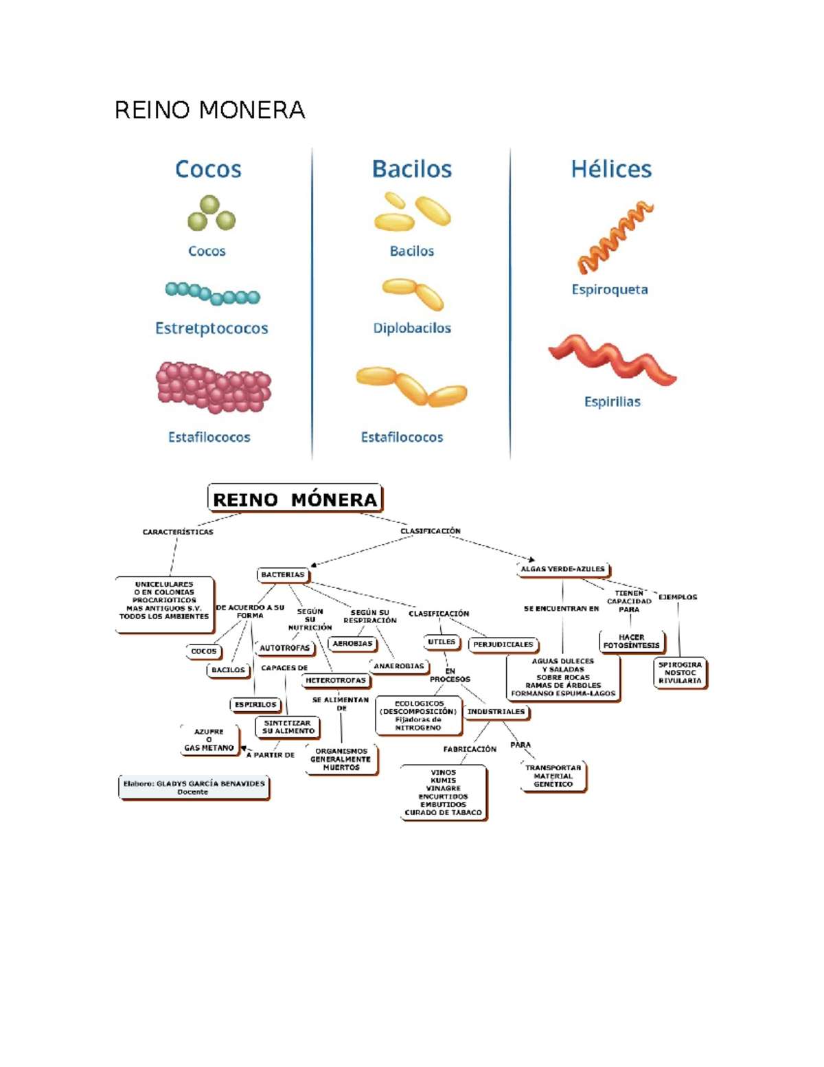 Reino Monera: Clasificación y Características de Bacterias - Studocu