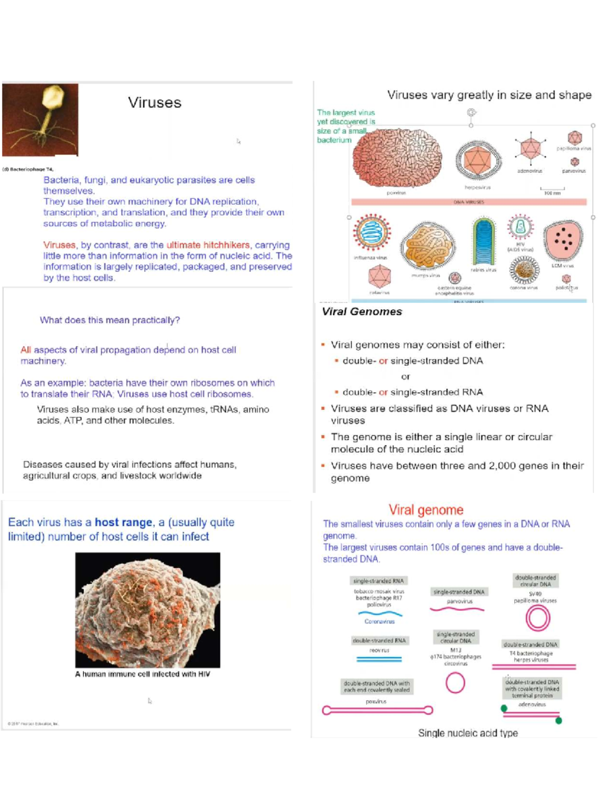 Bio102 Ch19 - Viruses: Structure, Classification, and Propagation - Studocu