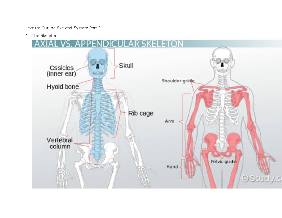 Lecture Notes on Skeletal System Anatomy and Disorders - Lecture ...
