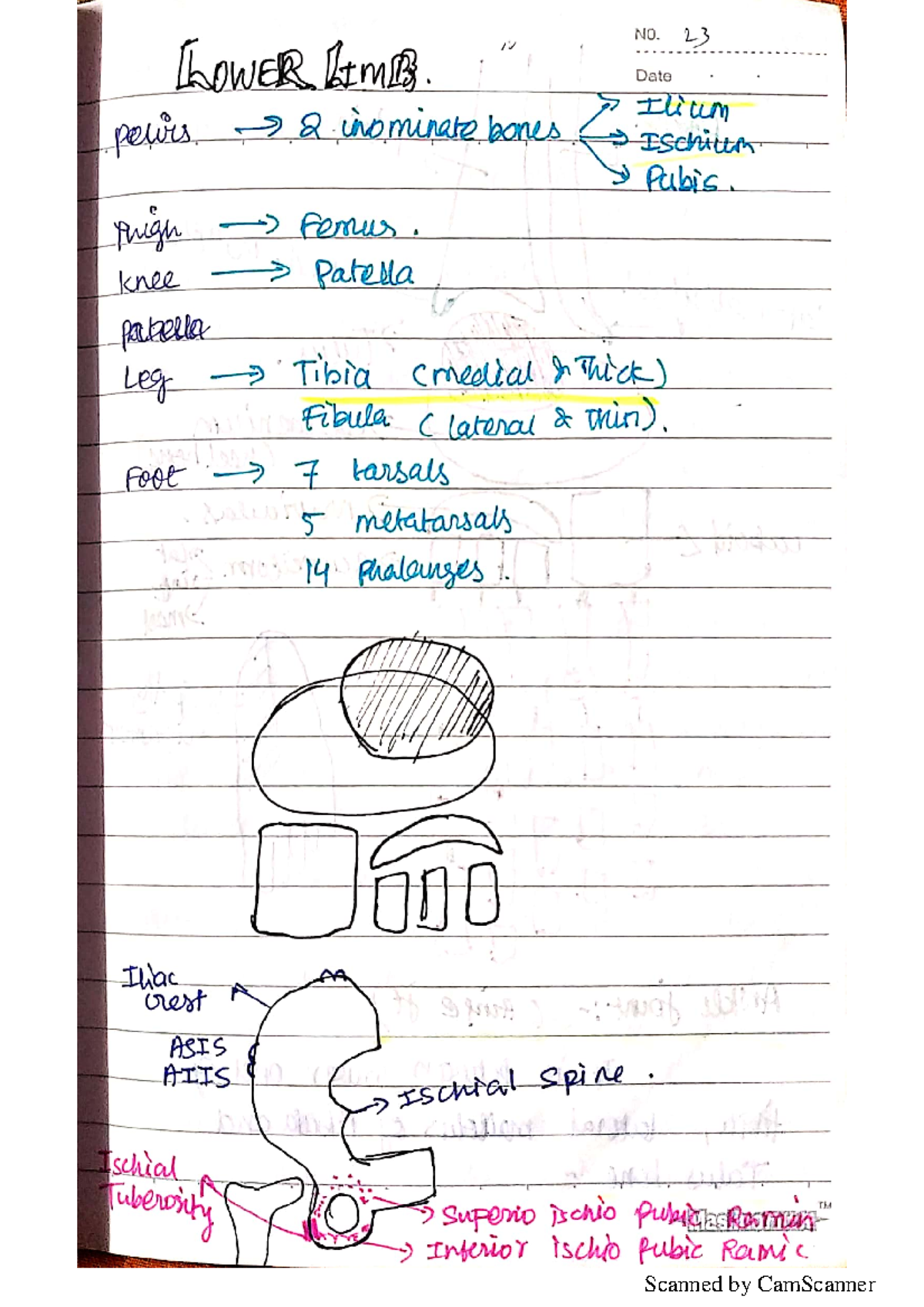 Anatomy Notes on Lower Limb: LMB Course Comprehensive Overview - Studocu