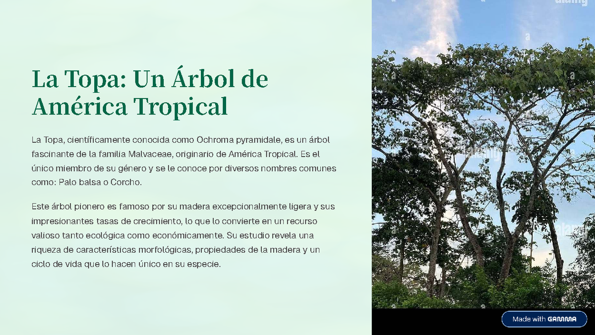 La Topa (Ochroma pyramidale): Estudio del Árbol Tropical en América ...