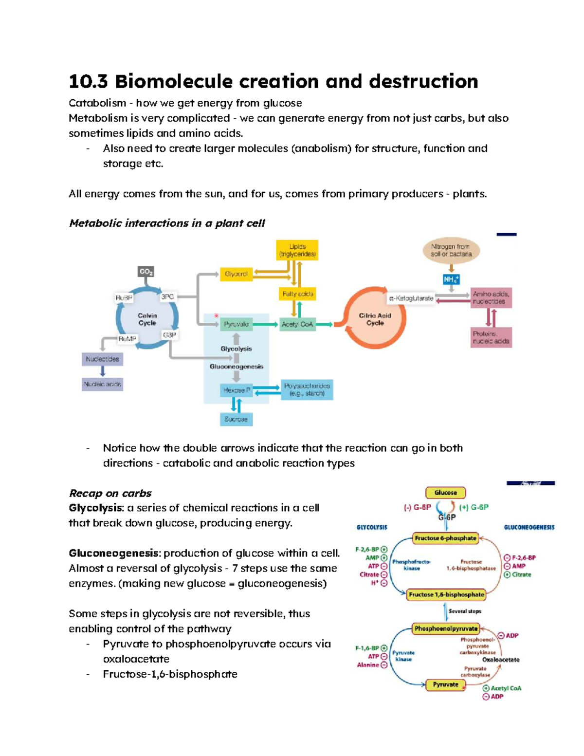 BIOL10008 (2025) Metabolism: Catabolism and Anabolism of Biomolecules ...