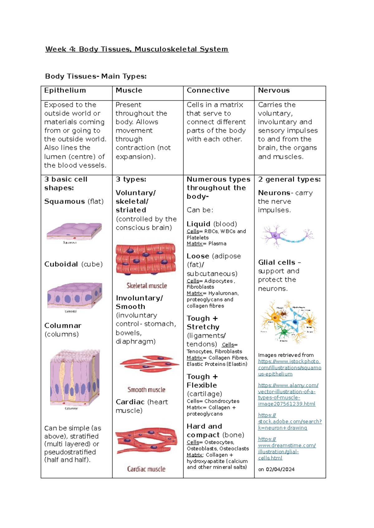 HUBS1406 Week 4 Study Notes: Body Tissues & Musculoskeletal System ...