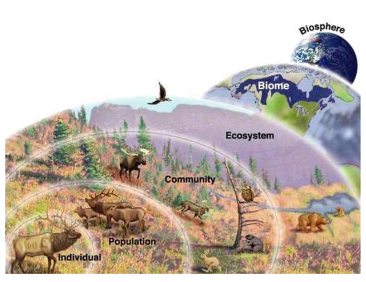 Ecosystem Interactions and Community Dynamics - Studocu