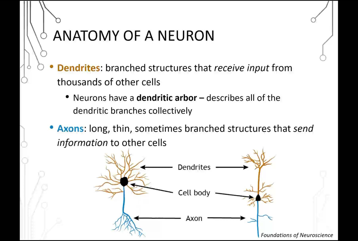 PSY106F24 Lecture 02 2 - Notes - PSY103 - ANATOMY OF A NEURON Dendrites ...