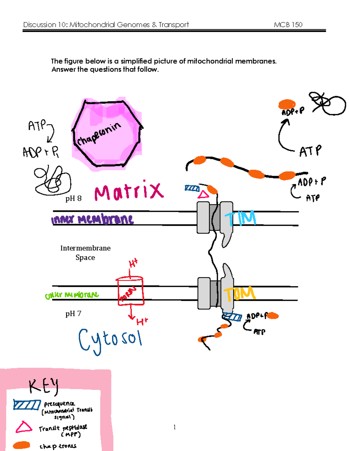 Disc10 Mitochondrial Transport pdf - The figure below is a simplified ...