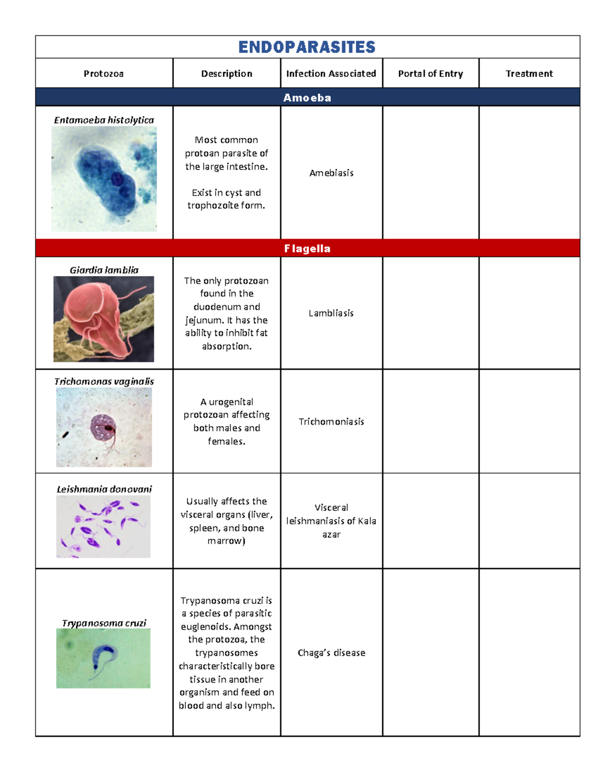 Endoparasites - about tapeworms - ENDOPARASITES Protozoa Description ...