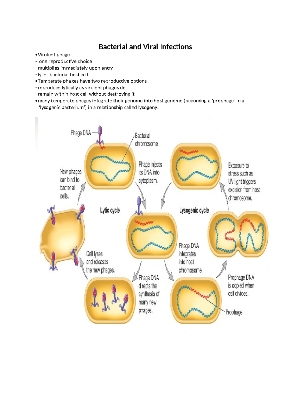 Lysogeny and Lytic Cycle in Bacterial Infections - Study Notes - Studocu