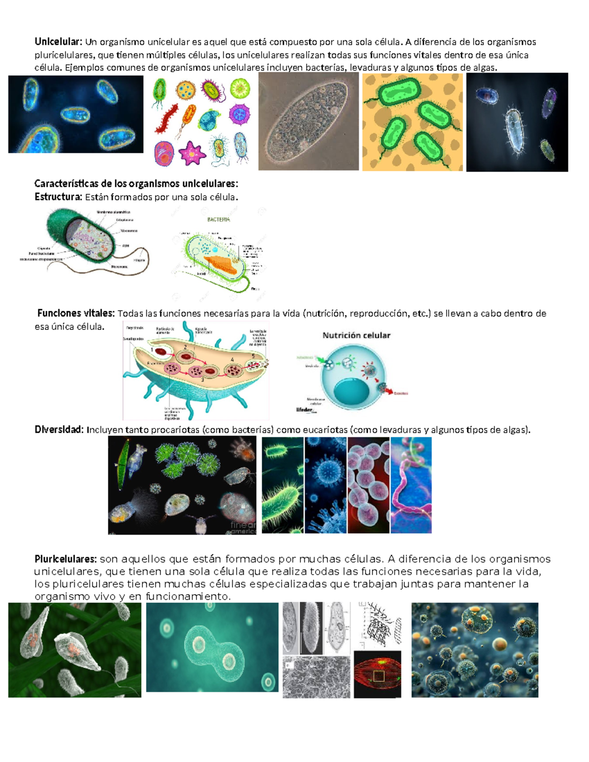 Unicelular: Características y Funciones de Organismos Unicelulares