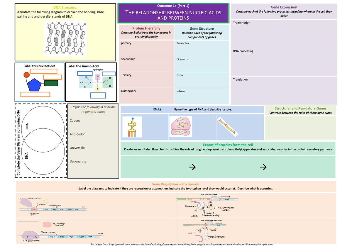 Outcome 1: DNA & Protein Structure Summary Notes - Studocu