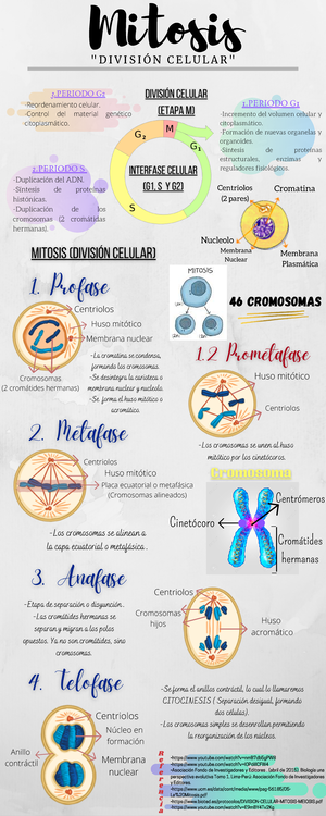 Morfoplasma - apuntes - Morfoplasma: Estructura y funciones: Ribosomas ...