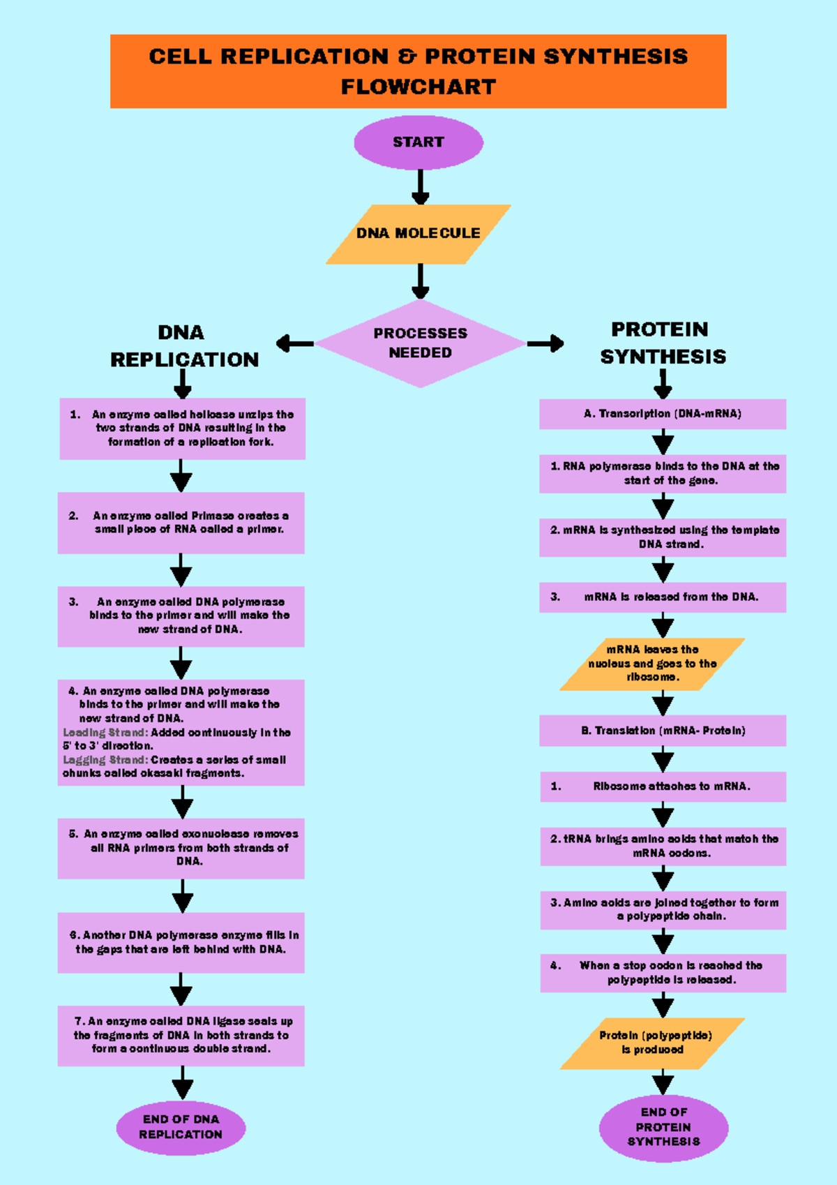 CELL REPLICATION & PROTEIN SYNTHESIS FLOWCHART - Studocu