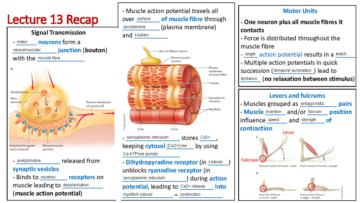 Lecture 13 - Muscle Physiology Recap and Key Concepts - Studocu