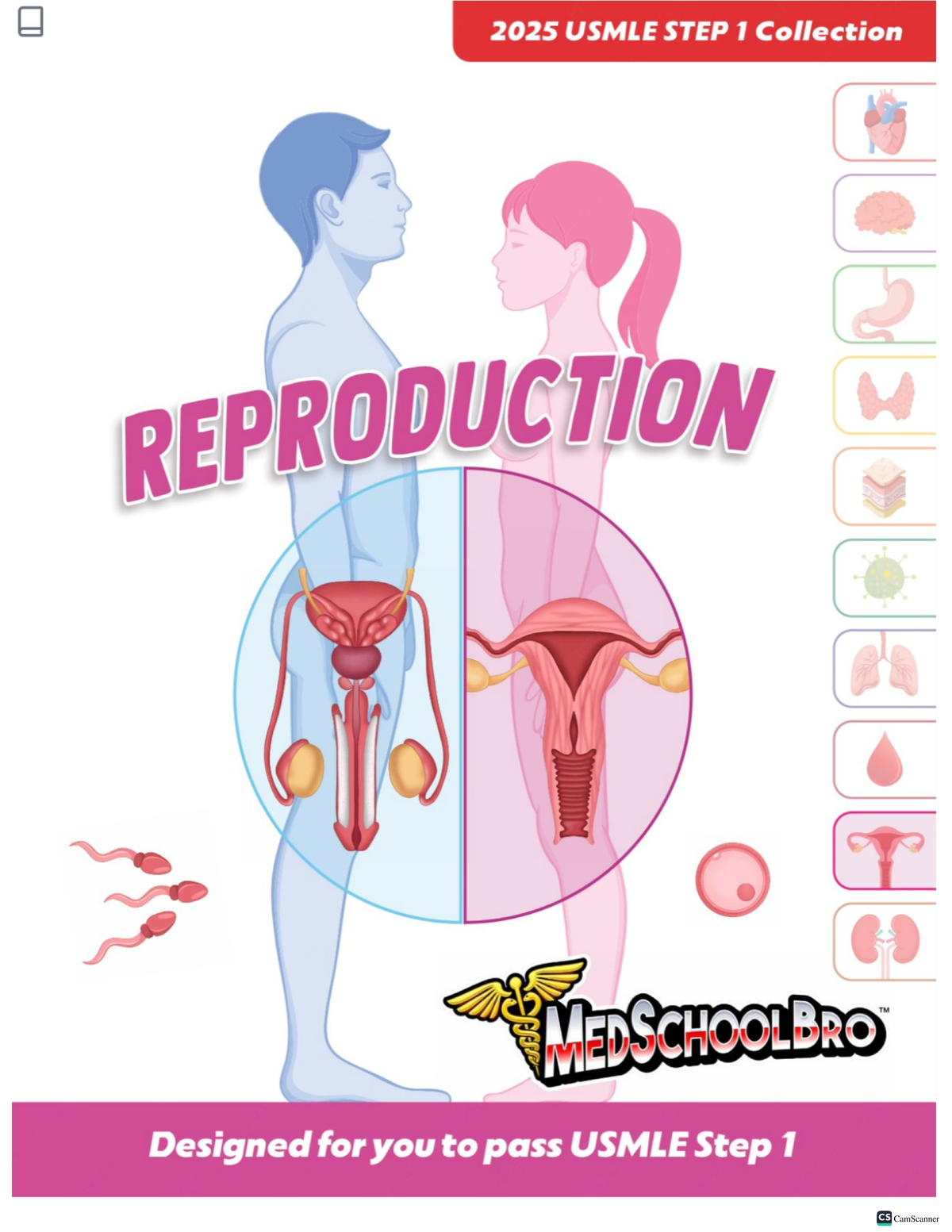 USMLE Step 1 Reproductive System Study Guide 2025 - Studocu