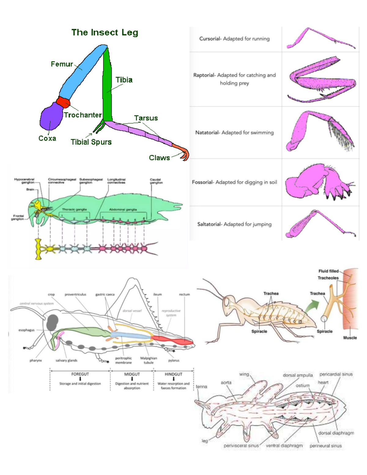 Entodocpg 2 - Insect Anatomy Adaptations for Movement and Feeding - Studocu