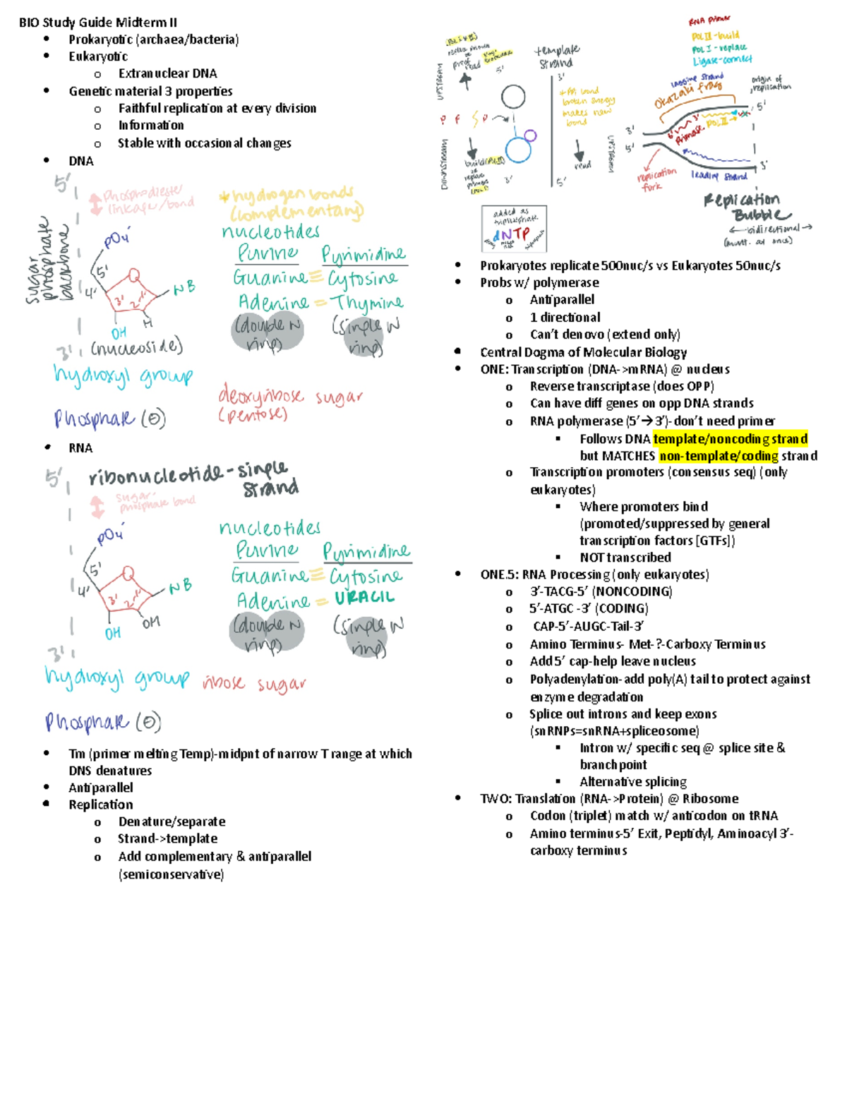 BIO 301 Study Guide for Midterm II: Molecular Biology Concepts - Studocu
