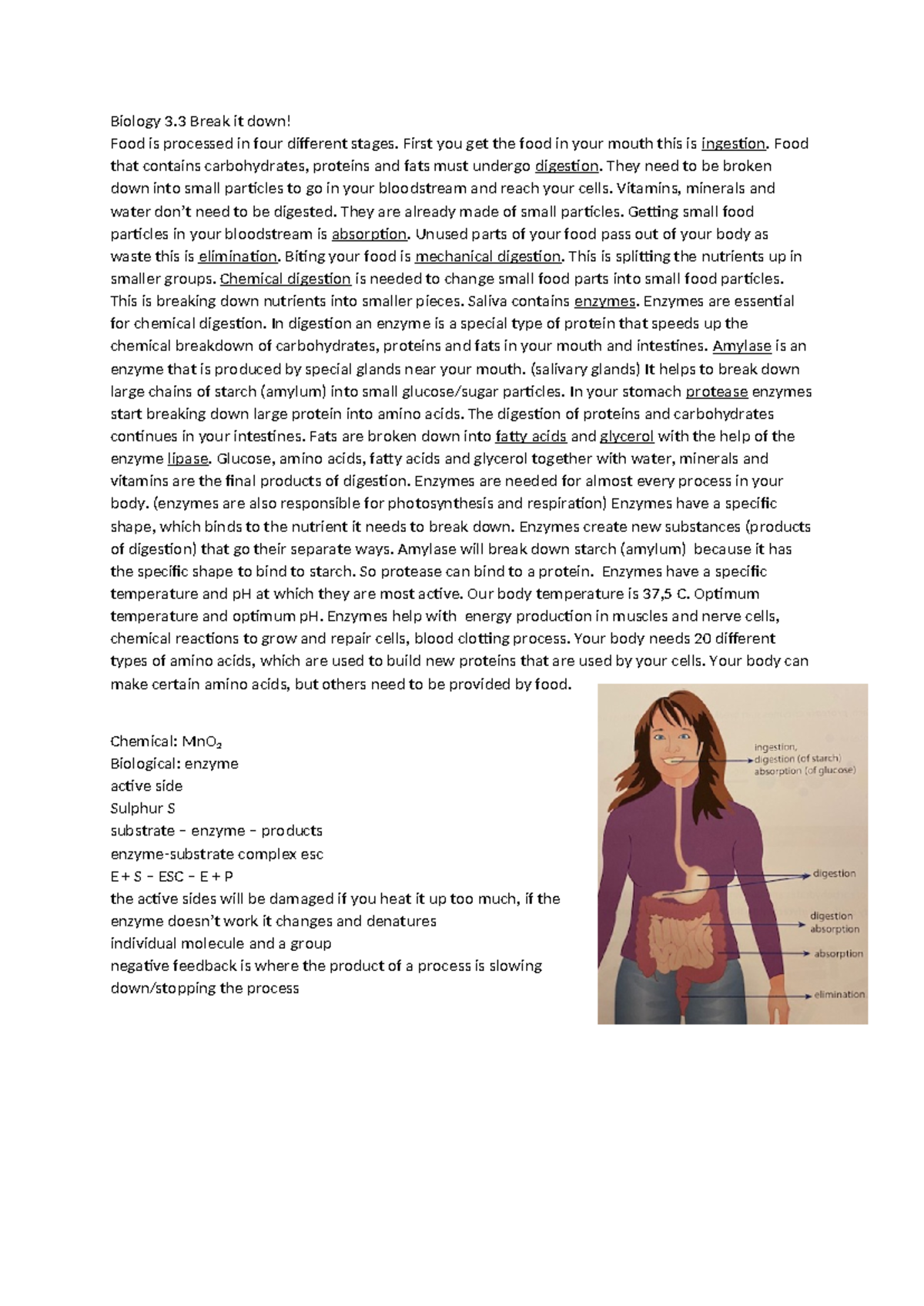 Biology 3.3 (TTO) - Digestion & Enzymes: Summary Notes - Studeersnel