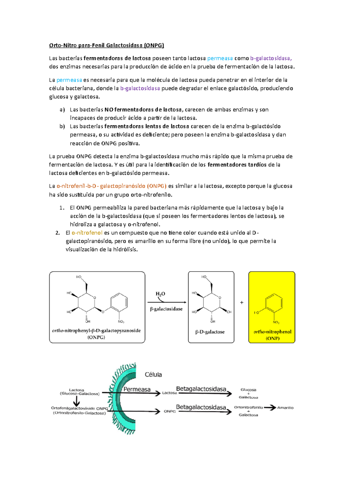 ONPG - Prueba de detección rápida de b-galactosidasa en bacterias - Studocu