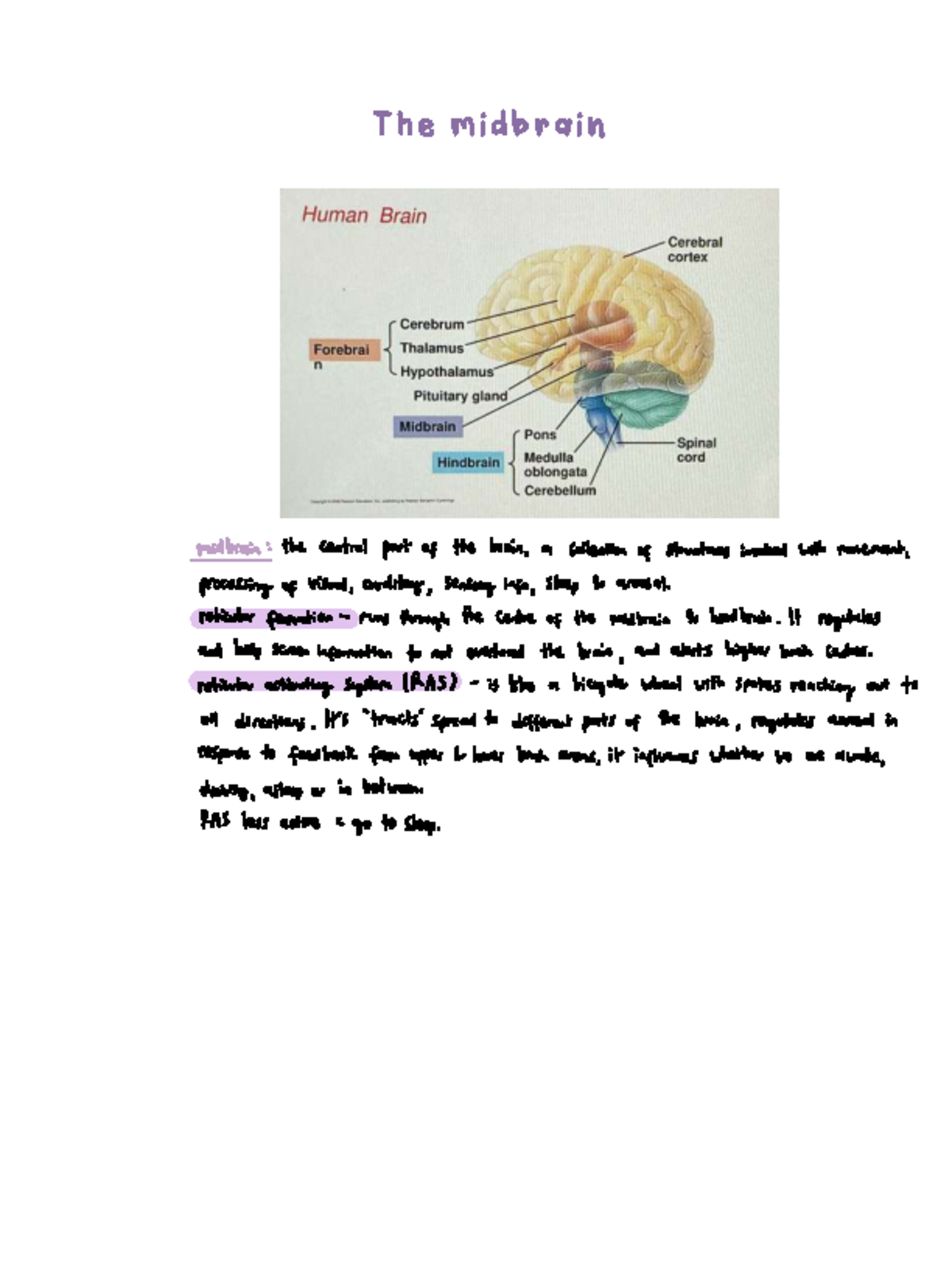 Unit 1 PSYC 2 - Midbrain Functions and RAS Overview - Studocu
