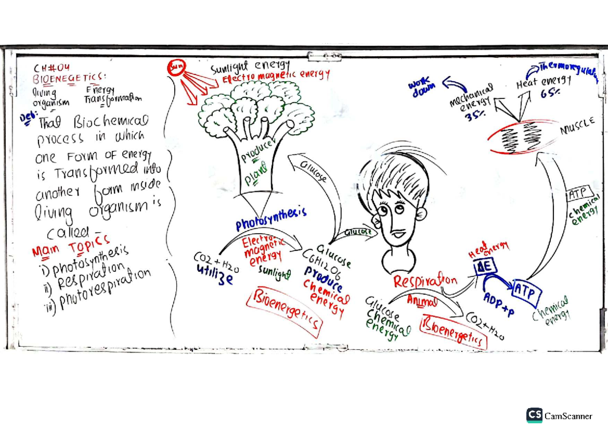 BIOE 101: Overview of Bioenergetics and Photosynthesis Processes - Studocu