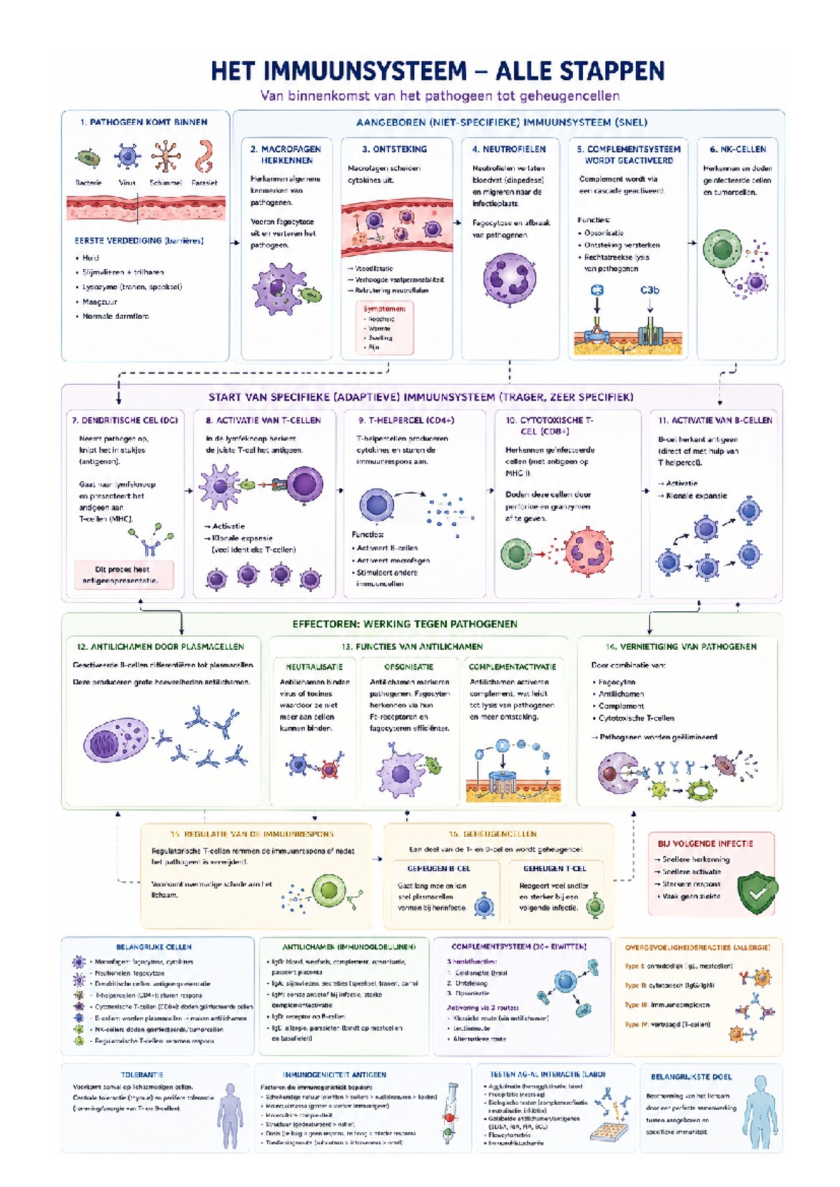 Mindmap Medische Immunologie: Van Pathogeen tot Geheugencellen - Studocu