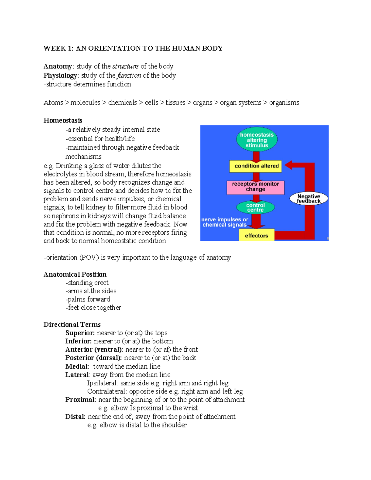 Week 1 Notes - WEEK 1: AN ORIENTATION TO THE HUMAN BODY Anatomy: study ...