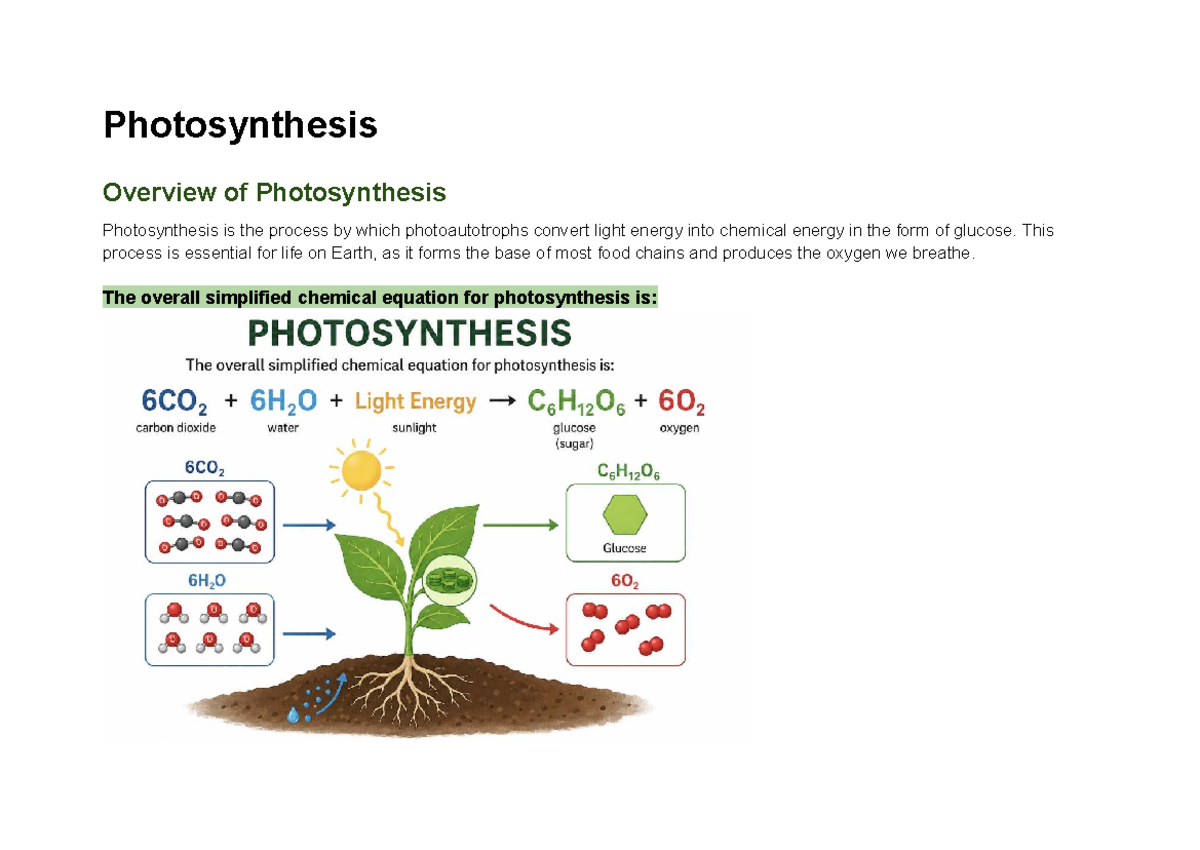 Biology 101: Photosynthesis Overview and Mechanisms - Studocu