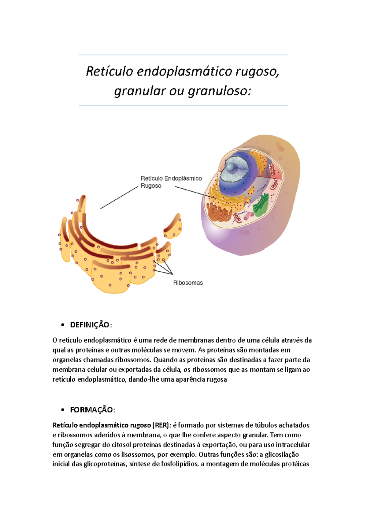Diagrama Do Reticulo Endoplasmatico Rotulado Retículo Endoplasmático
