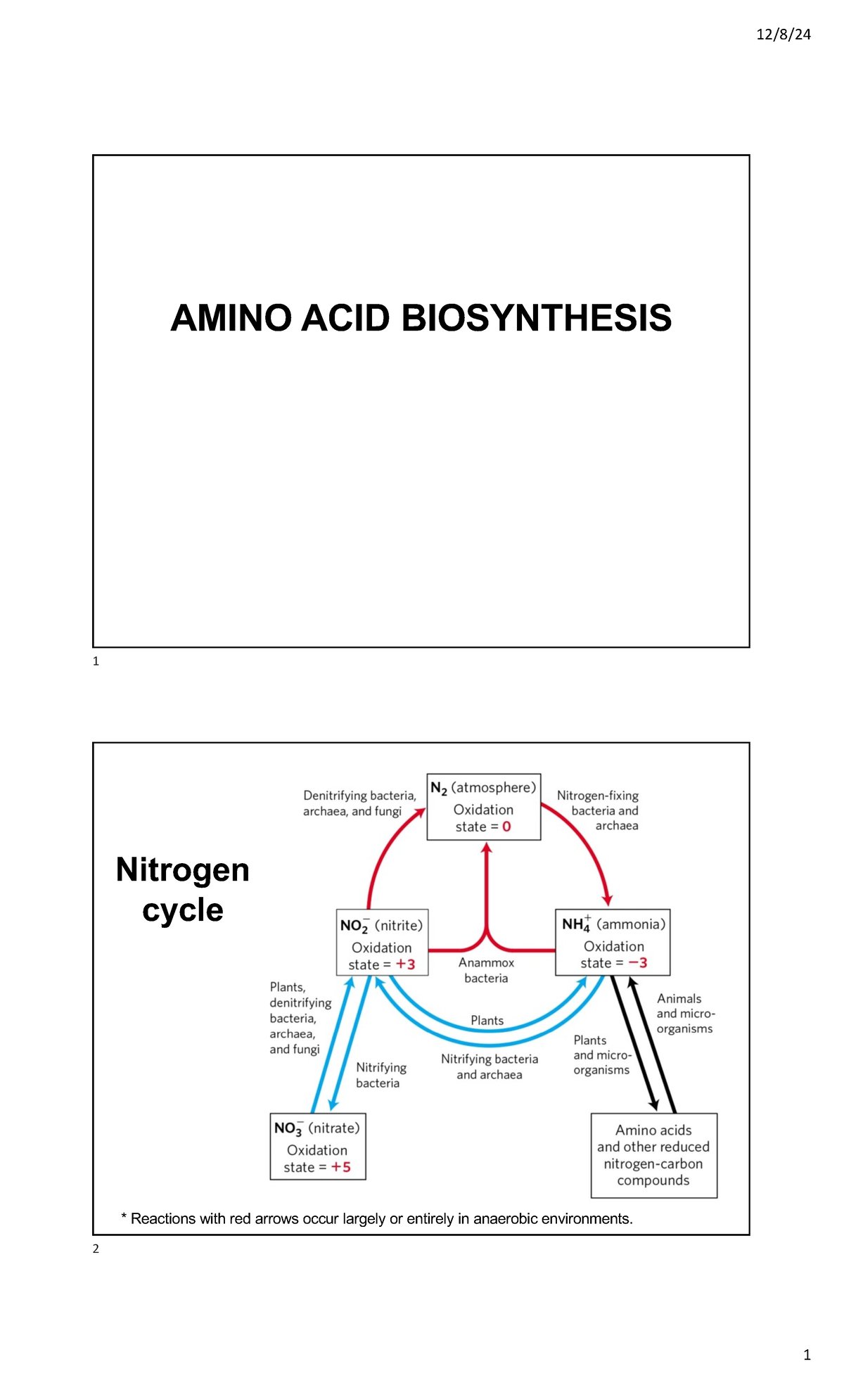 AA Biosynthesis 2024 Lecture Notes: Key Processes and Pathways - Studocu