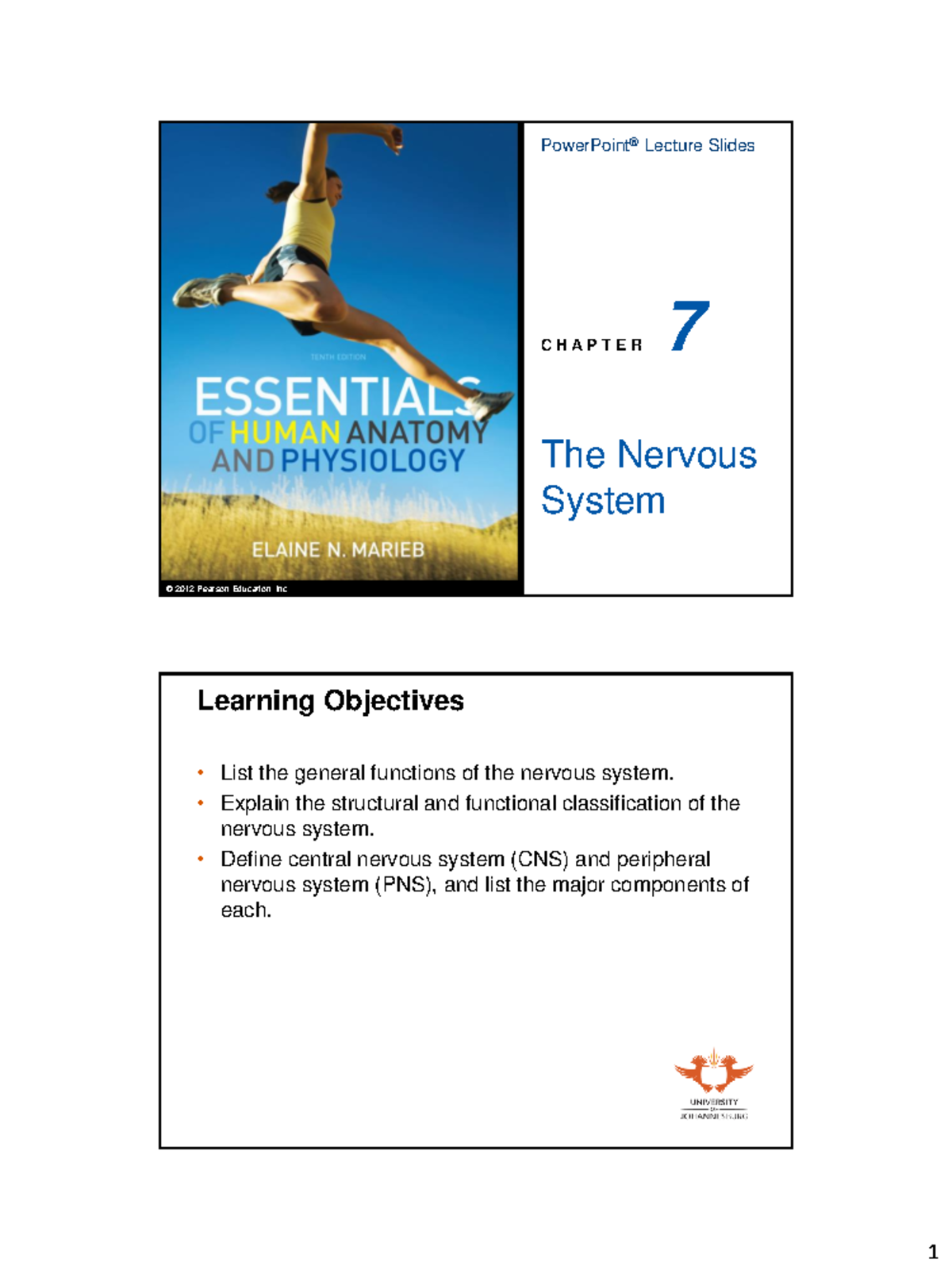 Nervous System Overview: Chapter 7 Lecture Slides - Studocu