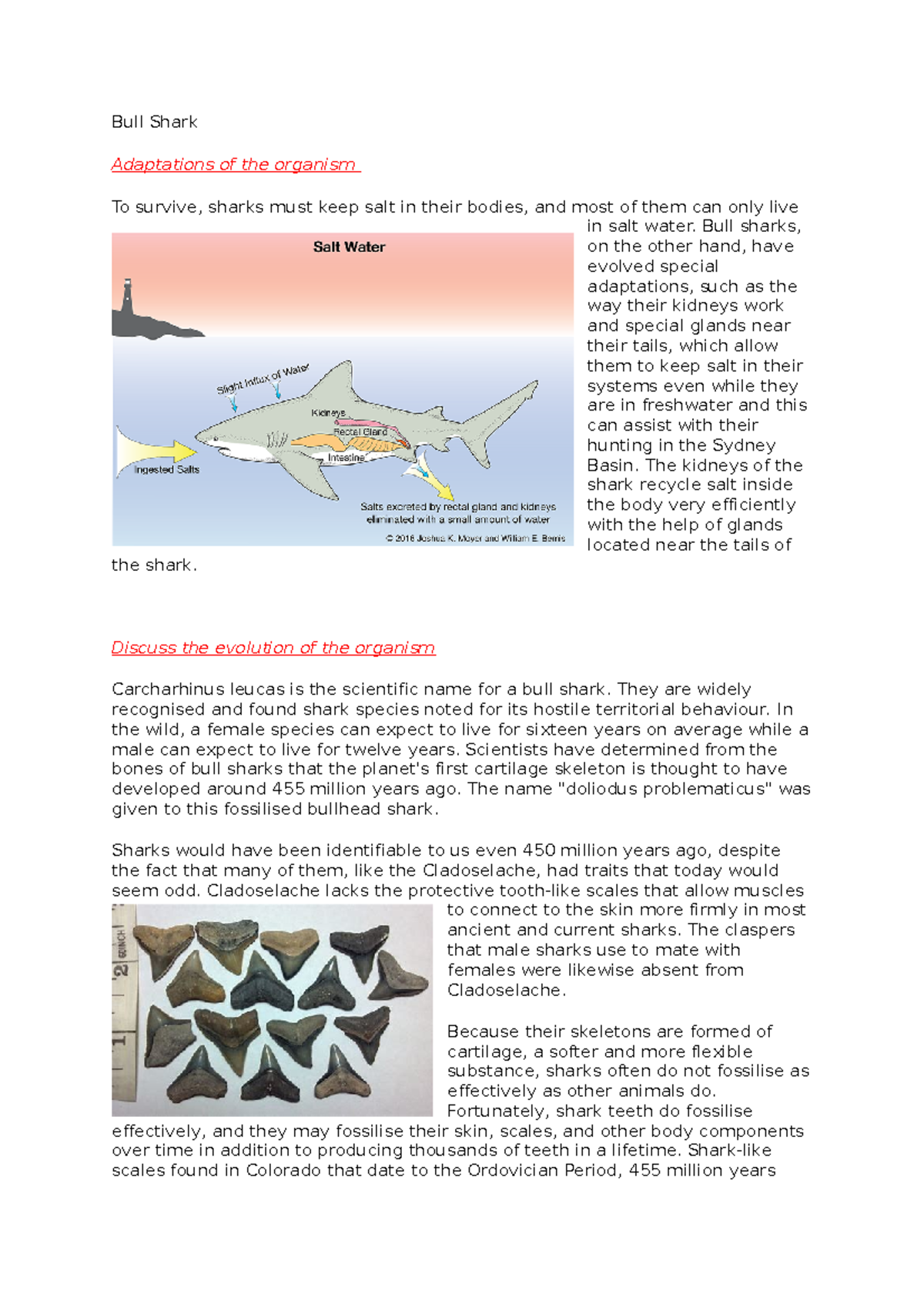 Bull Shark (Carcharhinus leucas): Adaptations & Evolution in Sydney ...