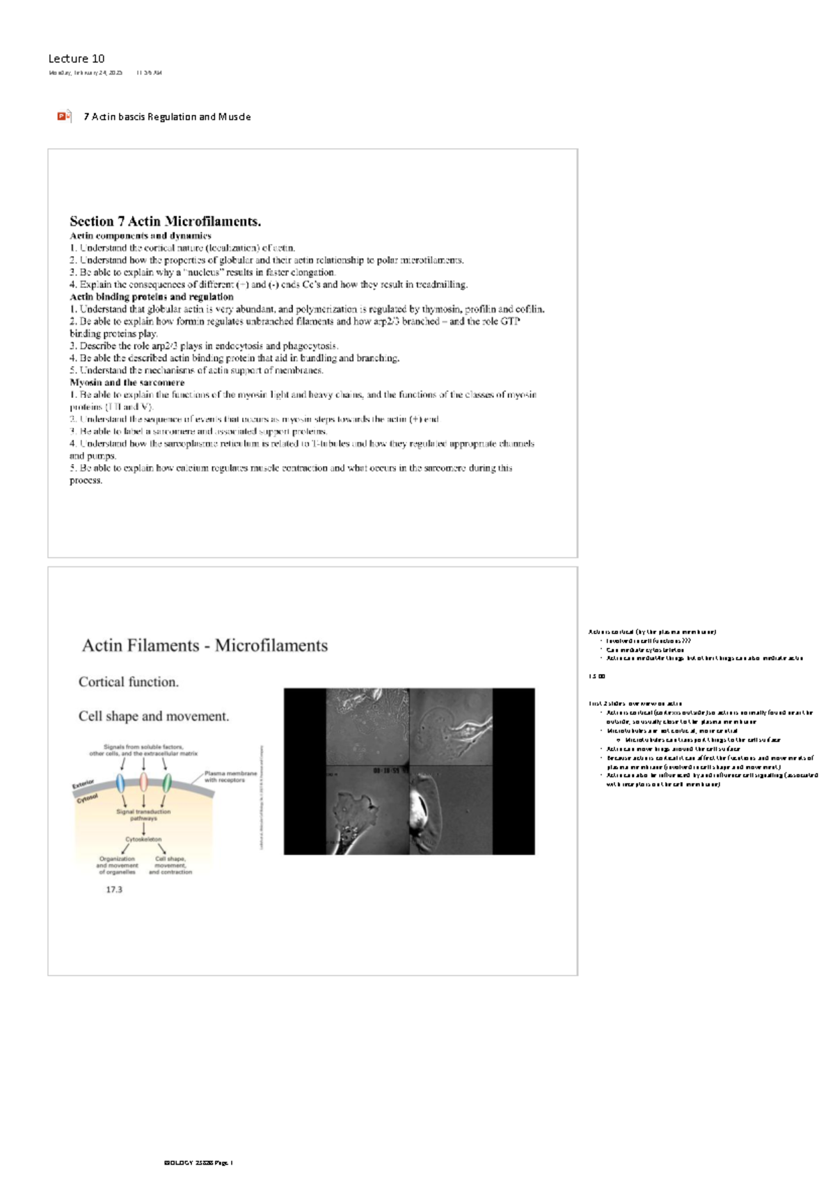 Cell Biology Lecture 10: Actin Basics and Muscle Regulation (BIOLOGY ...